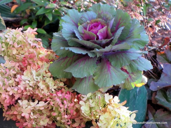 Hydrangea, kale and pumpkins in a rustic toolbox for your fall decor