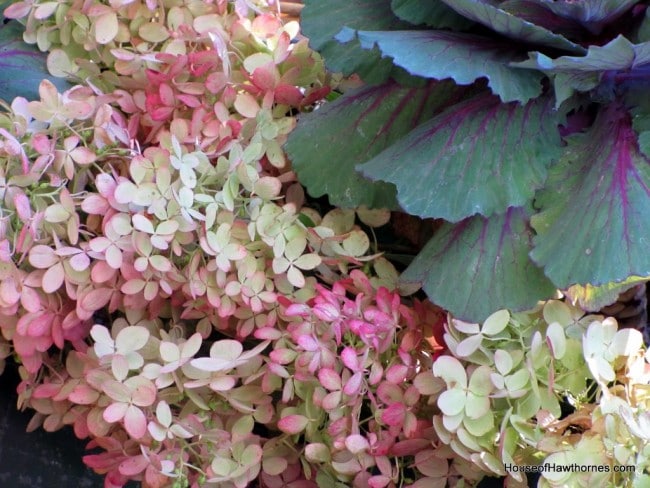 Hydrangea, kale and pumpkins in a rustic toolbox for your fall decor