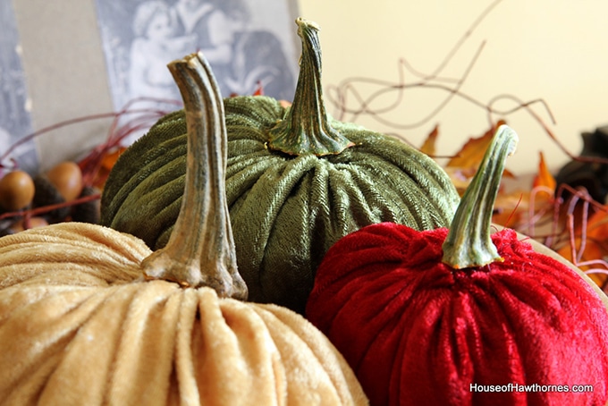 velvet pumpkins with real stems