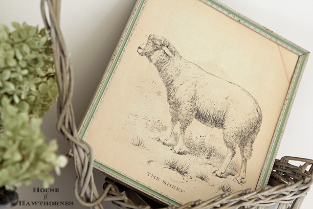 Vintage looking print of a sheep in a green frame and setting in a basket.