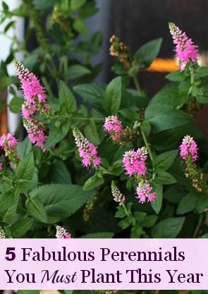 Five fabulous perennials for your garden this year