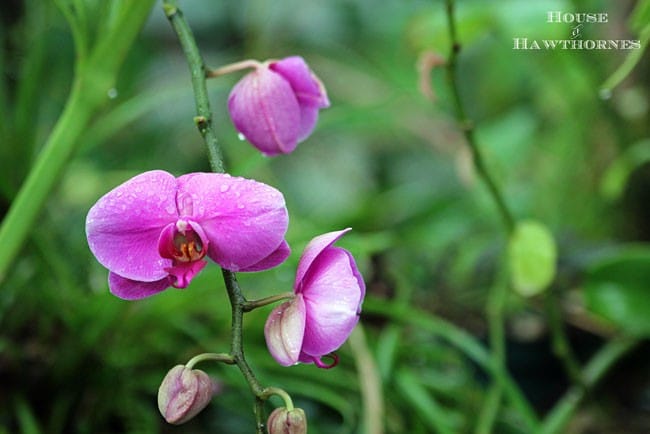 Purple orchid flowers.