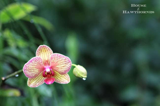 Multi-colored orchid blooms.