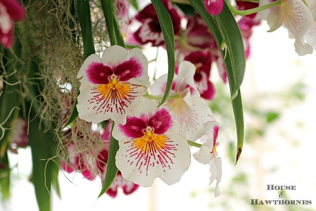 White and pink orchid flowers.