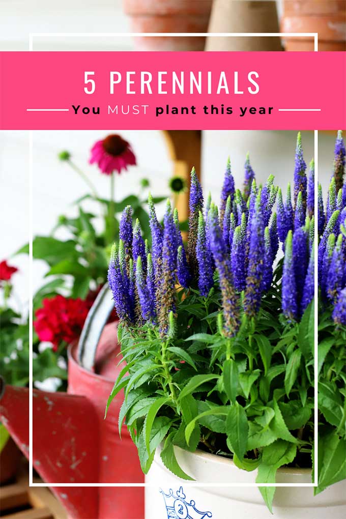 5 perennial garden ideas to make your garden POP! You HAVE to plant these in your garden this year! #perennials #gardening #gardenideas #flowers