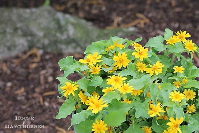 Small yellow flowers.