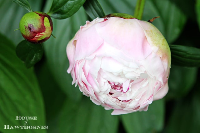 Sarah Bernhardt peony.