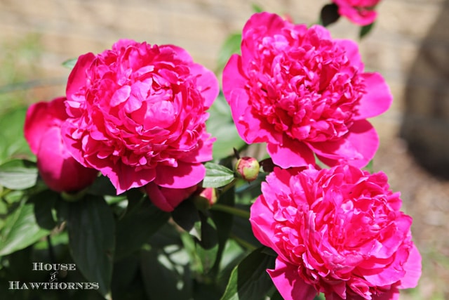 Victoire de la Marne peony.