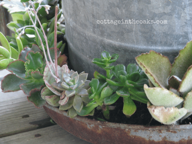 Chicken feeder used as a succulent planter.