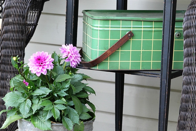 Purple Dahlia in a vintage sap bucket.