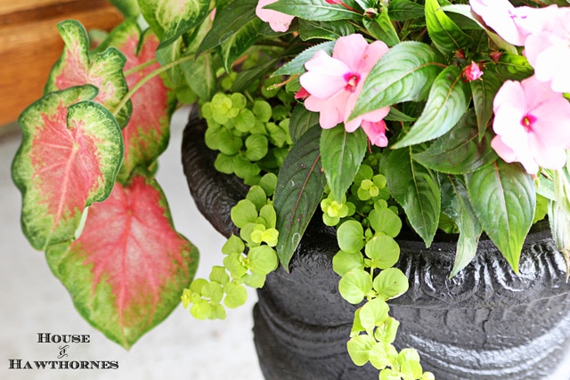 Pink caladium used in a mixed flower pot design for the porch.