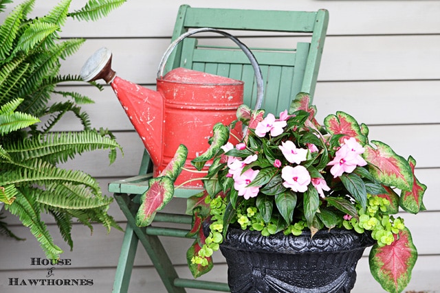 Pink flower pot idea for a semi-shade area including pink caladium, chartreuse creeping Jenny and hot pink New Guinea impatiens..