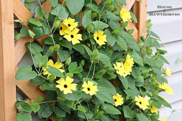 Black-eyed susan vine