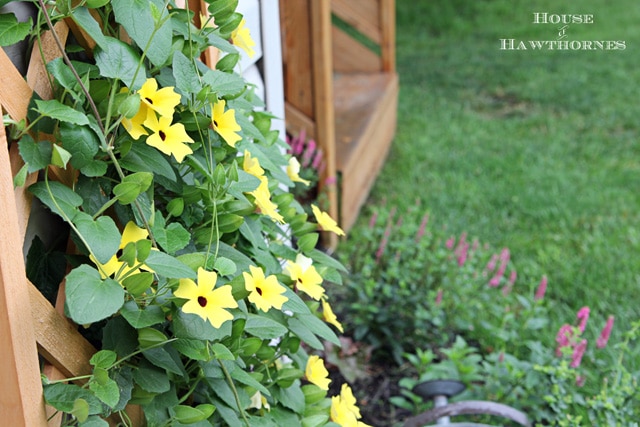 Black-eyed Susan vine - you must plant one of these in your garden this year - it's the vine that keeps going strong all summer long 