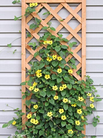 Growing Black-Eyed Susan Vine