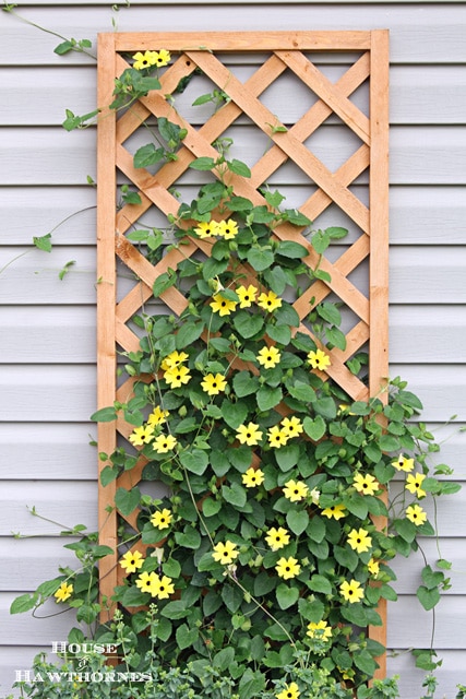 Black-eyed Susan vine - you must plant one of these in your garden this year - it's the vine that keeps going strong all summer long 