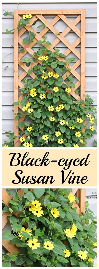 Black-eyed Susan vine - you must plant one of these in your garden this year - it's the vine that keeps going strong all summer long 