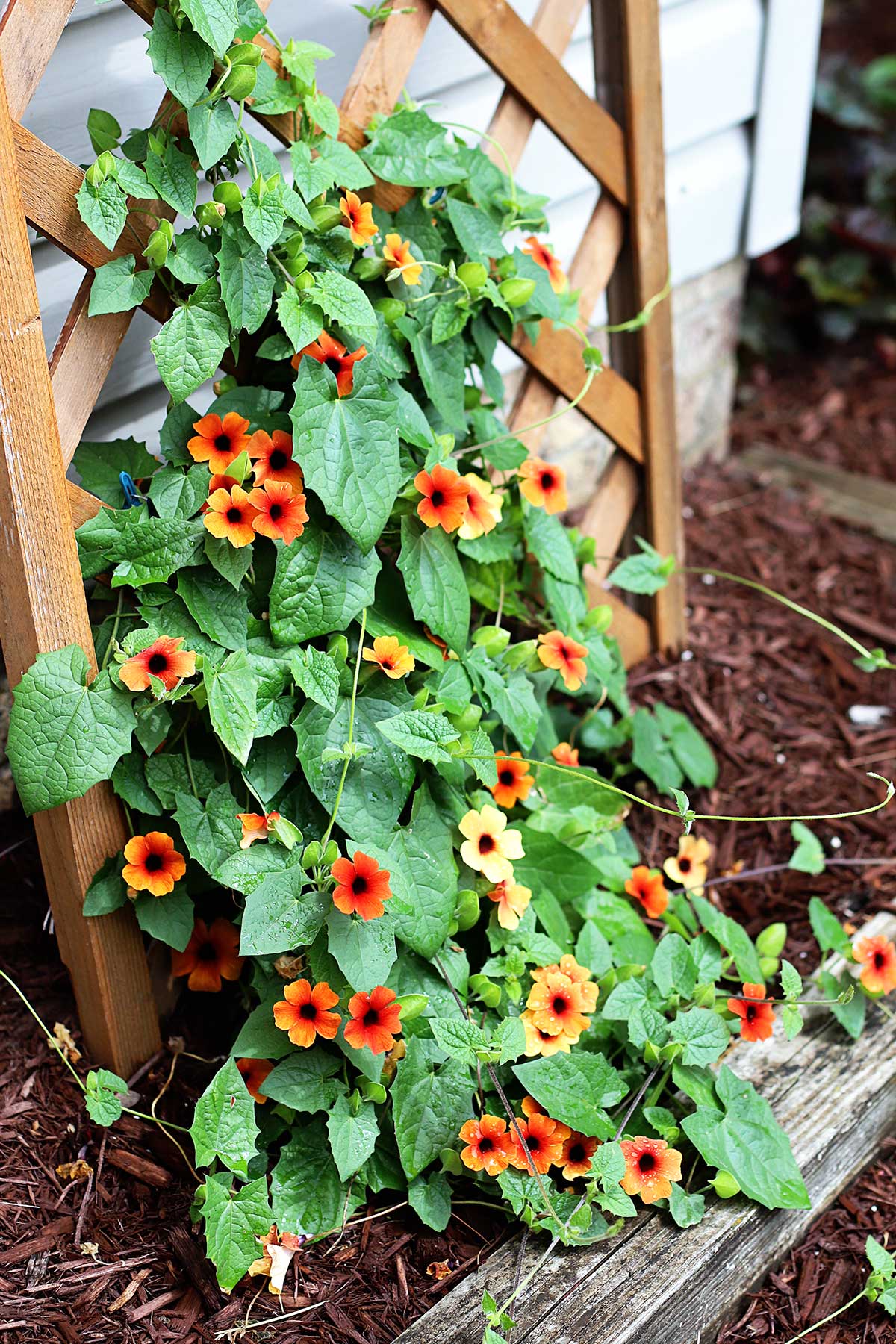 Arizona Glow black-eyed susan vine