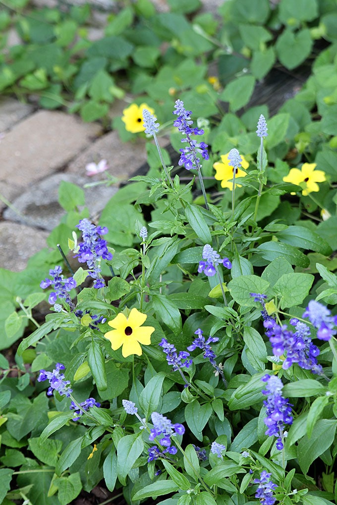 Victoria Blue Salvia planted as a companion plant alongside Black-eyed Susan vine