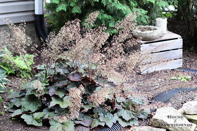 Purple Palace Coral Bells (Heuchera Micrantha 'Purple Palace')