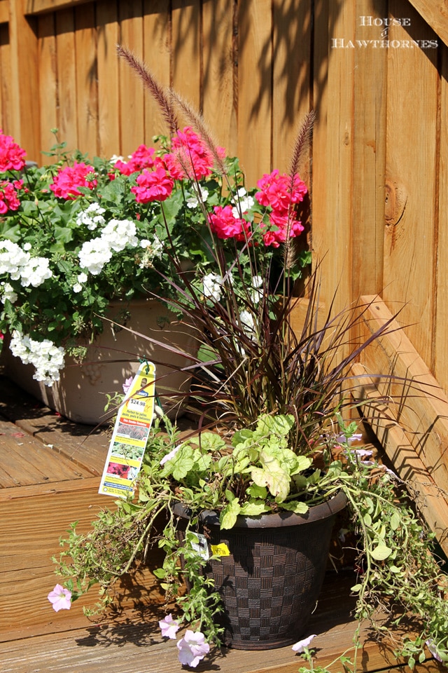 How to extend your summer container gardens into the fall season