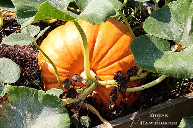 giant pumpkin fall front porch decor