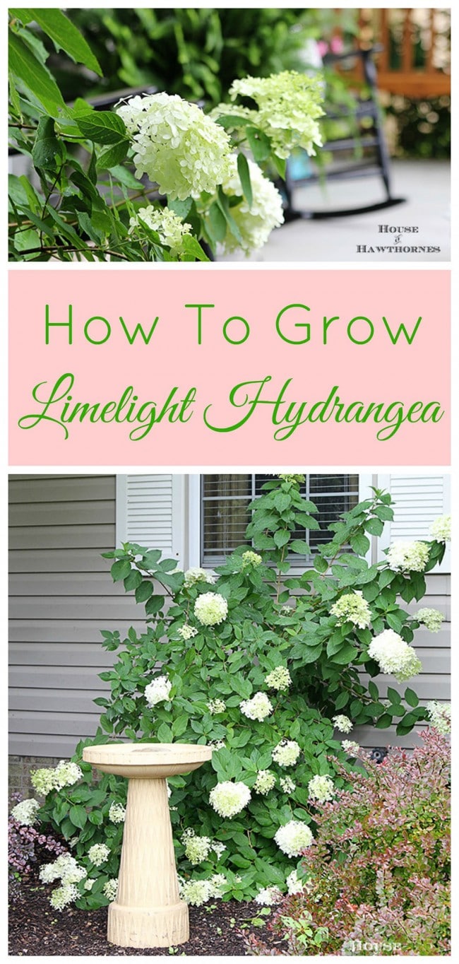 How To Grow Limelight Hydrangea House of Hawthornes