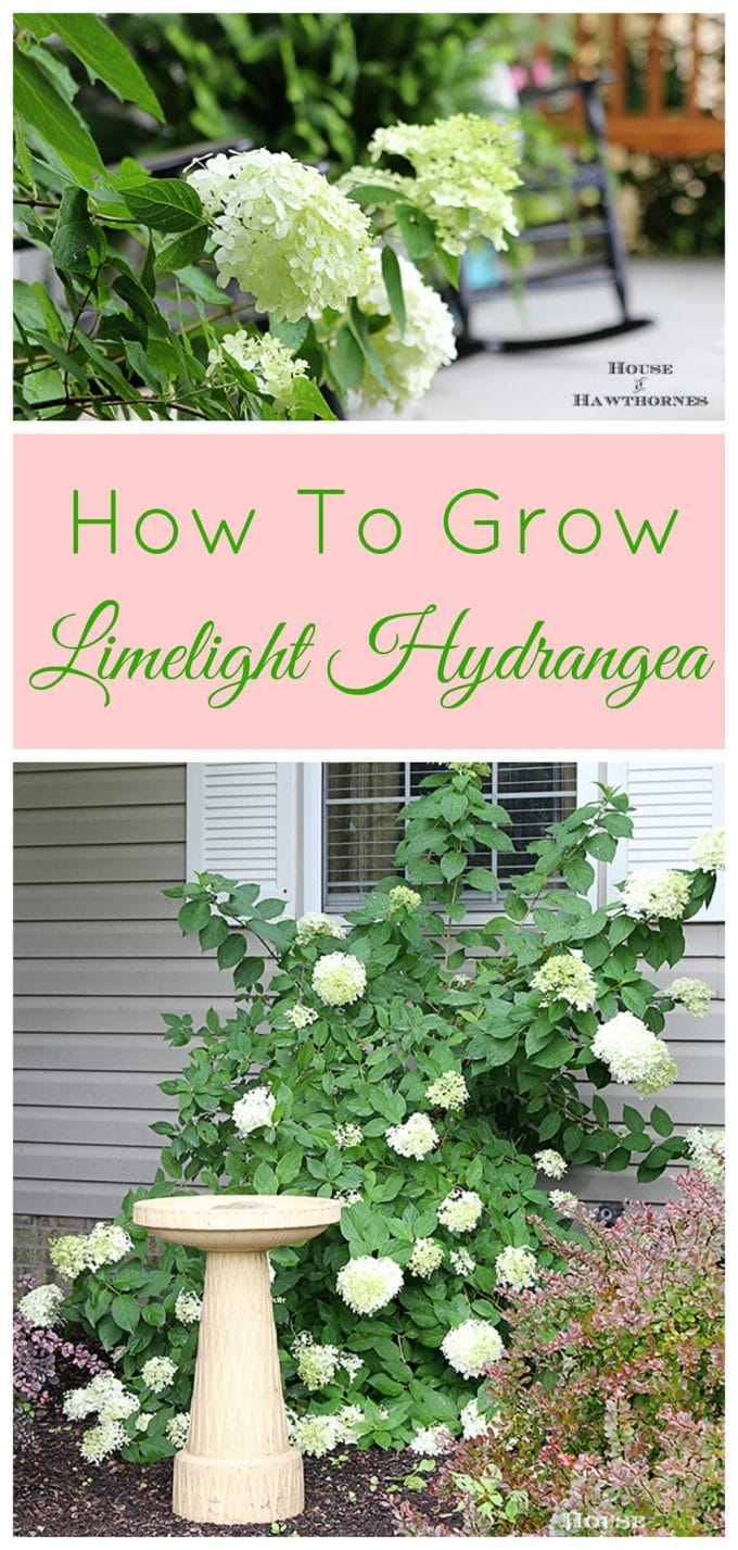 How to grow and care for your Limelight Hydrangea. A beautiful deciduous shrub for your garden which is very forgiving and easy to grow. 