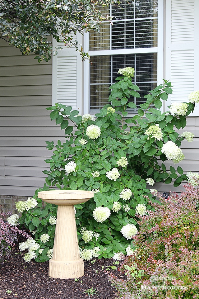 How to grow and care for your Limelight Hydrangea. A beautiful deciduous shrub for your garden which is very forgiving and easy to grow. 