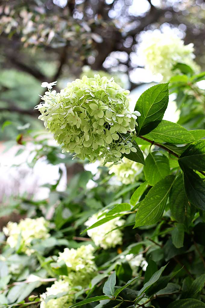 Limelight hydrangea produces cone shaped flowers.
