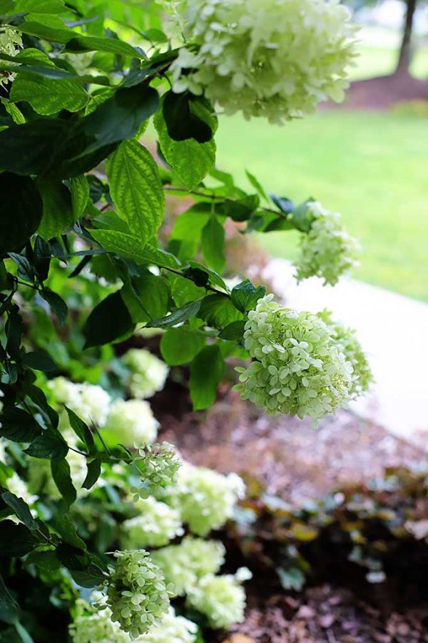 How To Grow Limelight Hydrangea House of Hawthornes