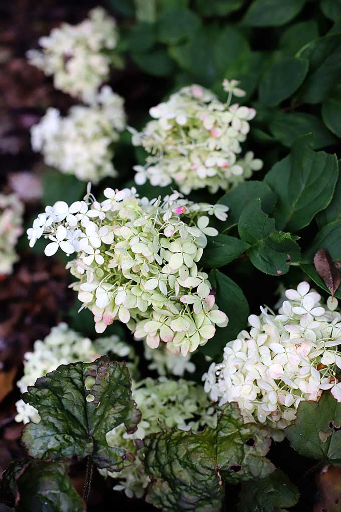 Limelight hydrangea in fall - the blooms open as chartreuse in the summer and fade to a beautiful rich pink color in the fall if left on the bush. 