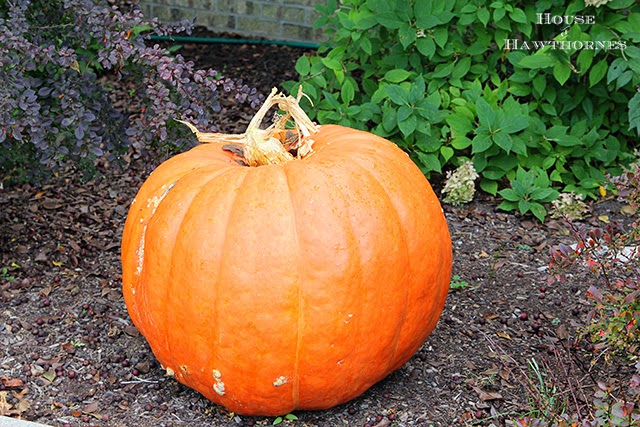 Giant pumpkins for fall decor @ houseofhawthornes.com