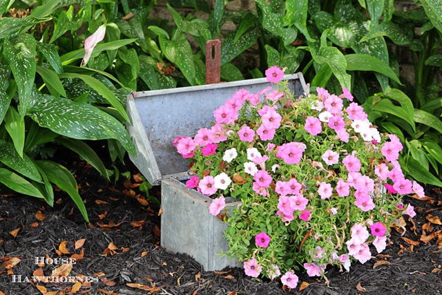 Flowers planted in a toolbox.