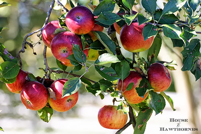 Apples on the tree 