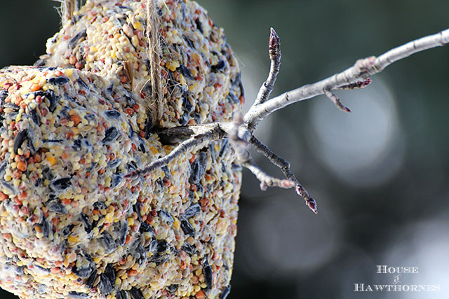 DIY Birdseed Suet Cakes For Our Feathered Friends - these make great hostess and teacher gifts too!