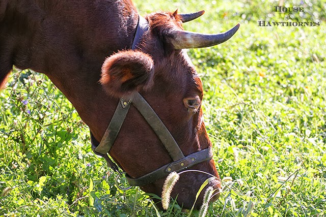 Cow in the field at the farm