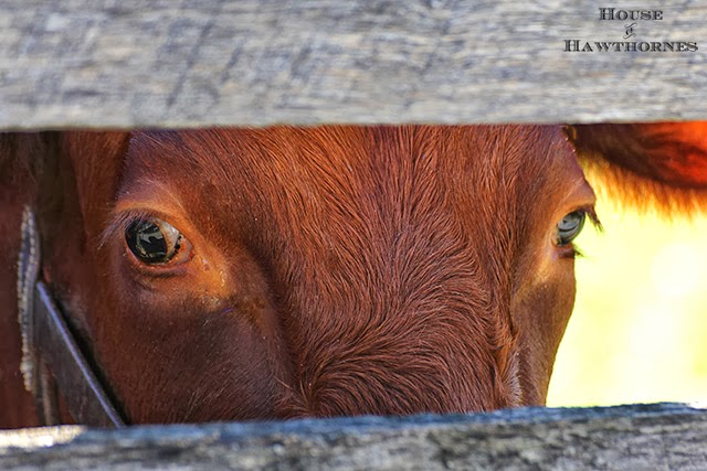 Cow giving us the eye 