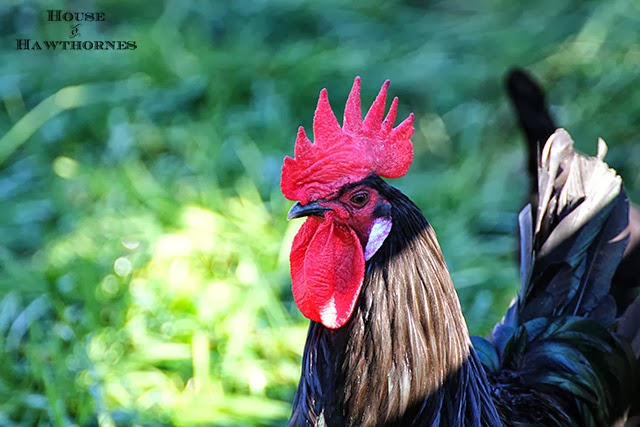 Chicken checking us out