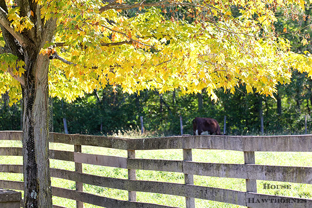 Beautiful Fall Foliage