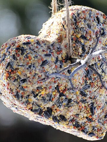 Heart shaped homemade suet cake for the birds.