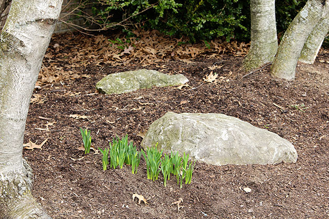 Daffodil shoots sprouting out of the ground