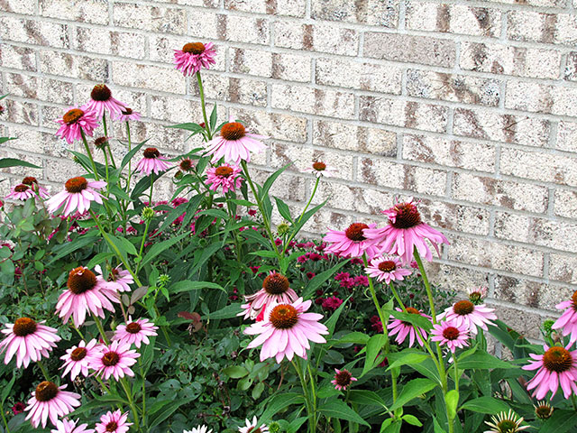 Purple Coneflower, an easy to grow perennial 