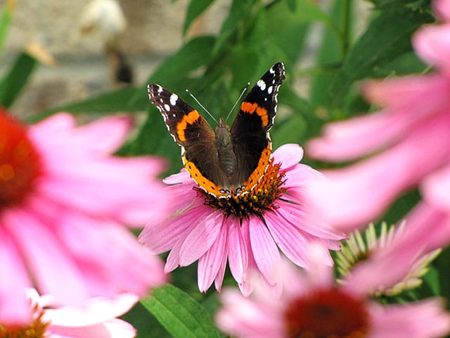 Monarch butterfly on a Purple Coneflower 
