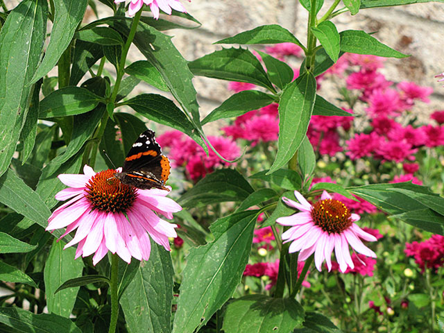 Monarch butterfly on a Purple Coneflower 