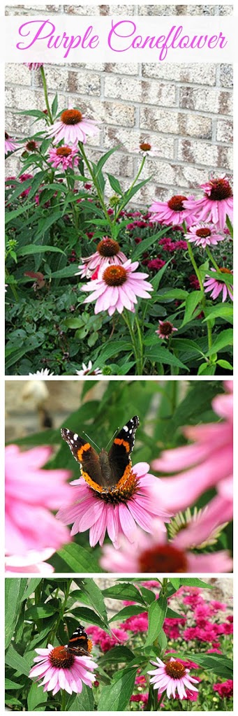 How To Grow Purple Coneflower. They are a beautiful addition to the sunny perennial garden and it appears that Monarch butterflies love them too.