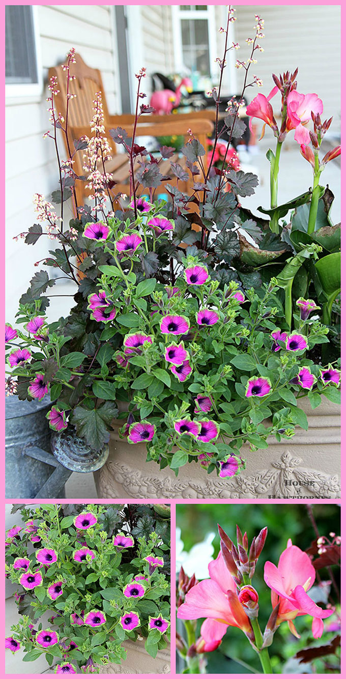 There's lots of color for your summer garden in this festive porch planter. A mix of annuals and perennials, including Coral Bells, Cana and Supertunia Pretty Much Picasso. Plus you can remove the perennials in the fall and plant them in the ground to be enjoyed for years to come! 