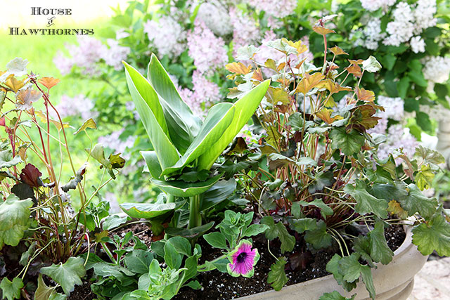 Summer combo planter using Coral Bells, Cana and Supertunia Pretty Much Picasso