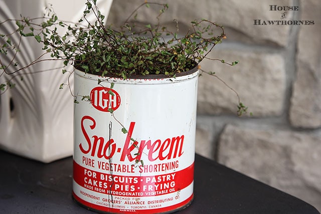 Vintage IGA Sno-Kreem shortening tin used as a planter