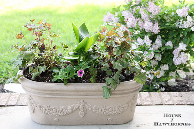 Summer combo planter using Coral Bells, Cana and Supertunia Pretty Much Picasso Summer combo planter using Coral Bells, Cana and Supertunia Pretty Much Picasso